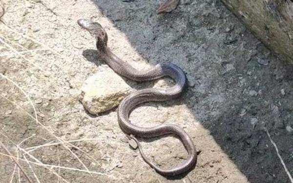 黄鳝会变成蛇吗?