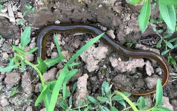 黄鳝会变成蛇吗?