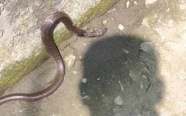 黄鳝会变成蛇吗?