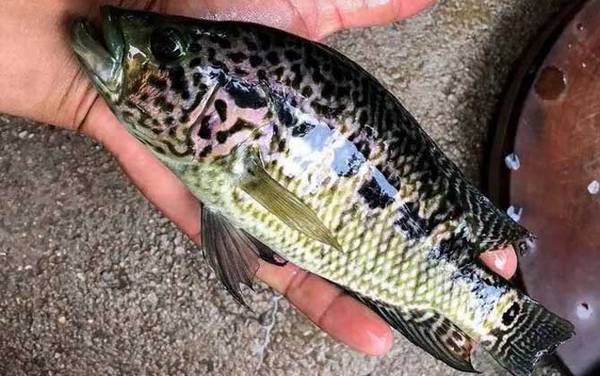 淡水石斑鱼是什么鱼?