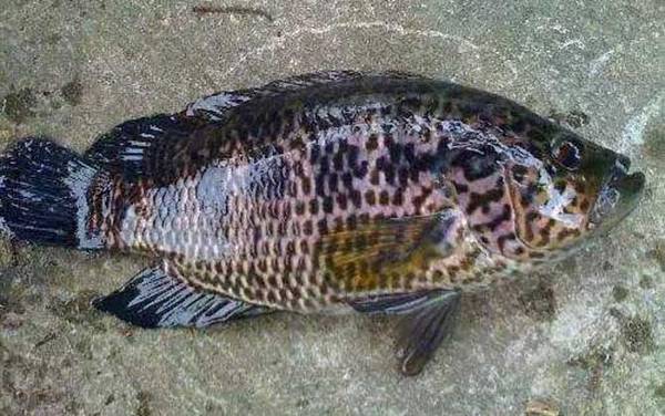 淡水石斑鱼是什么鱼?