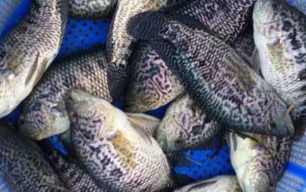 淡水石斑鱼是什么鱼?