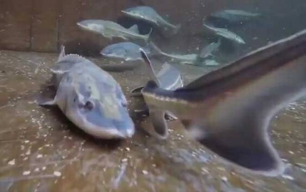 鲟鱼吃什么食物?