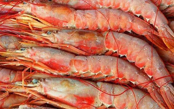 阿根廷红虾是什么虾?