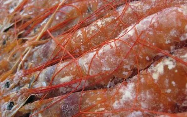 阿根廷红虾是什么虾?