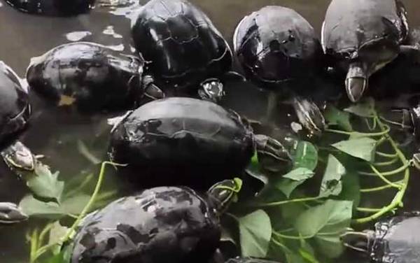 安布闭壳龟是什么龟?