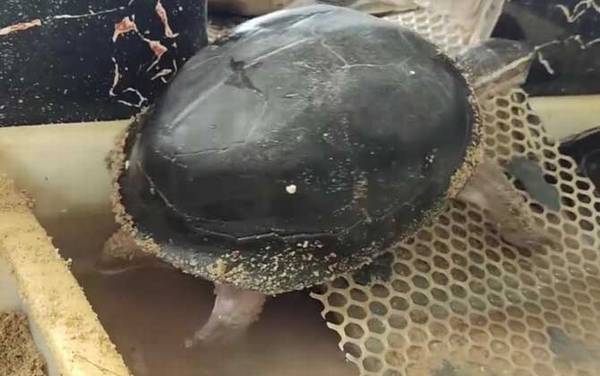 安布闭壳龟是什么龟?