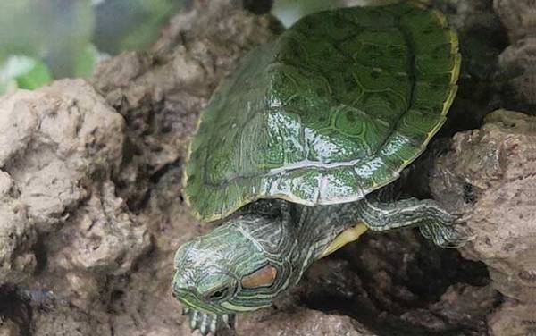 巴西彩龟是什么龟?