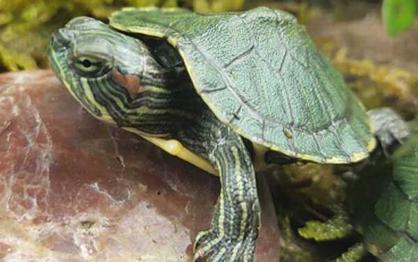 巴西彩龟是什么龟?