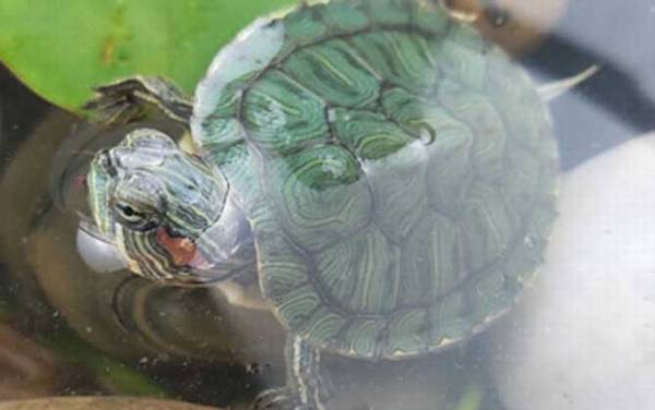 巴西彩龟是什么龟?