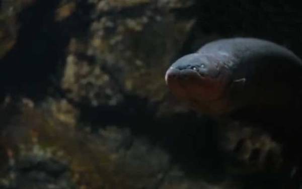 食人鱼的天敌有哪些?