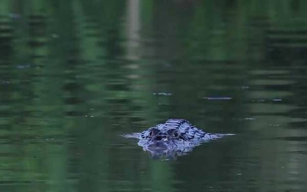食人鱼的天敌有哪些?