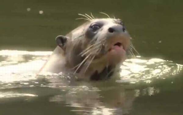 食人鱼的天敌有哪些?