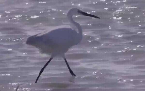 食人鱼的天敌有哪些?