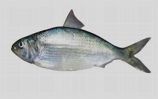 鲥鱼是什么鱼?