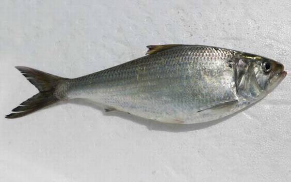 鲥鱼价格多少钱一斤?