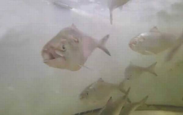 鲥鱼价格多少钱一斤?