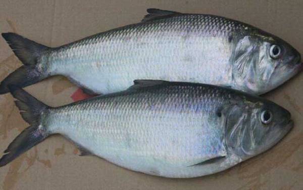 长江鲥鱼是什么鱼?