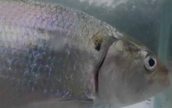 鲥鱼多刺是什么意思?