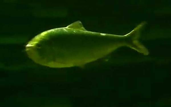 鲥鱼多刺是什么意思?