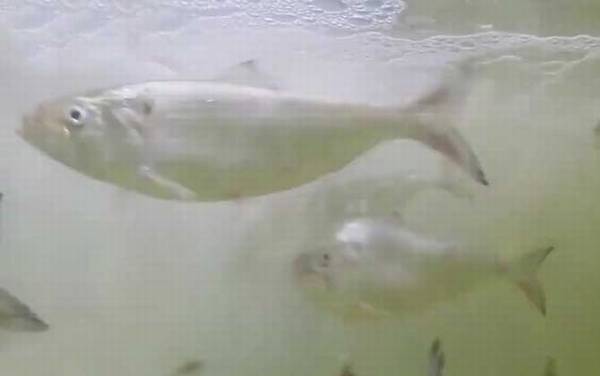 鲥鱼多刺是什么意思?