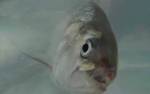 鲥鱼多刺是什么意思?