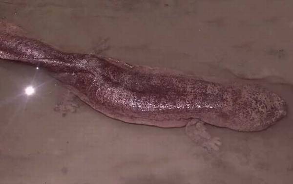 娃娃鱼是什么动物?