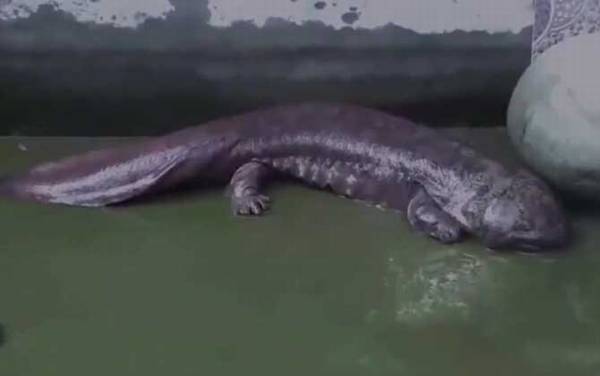 娃娃鱼是什么动物?