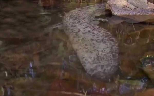 娃娃鱼是什么动物?