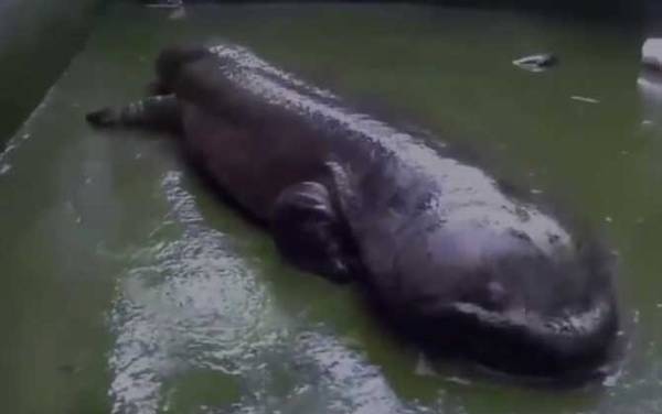 娃娃鱼是什么动物?