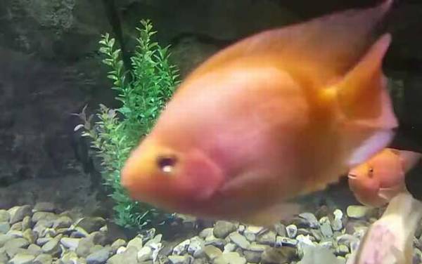 鹦鹉鱼变白怎么回事?