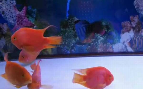 鹦鹉鱼变白怎么回事?