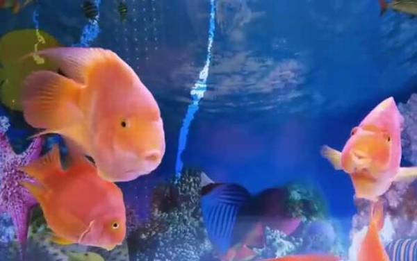 鹦鹉鱼变白怎么回事?