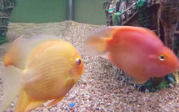 鹦鹉鱼变白怎么回事?