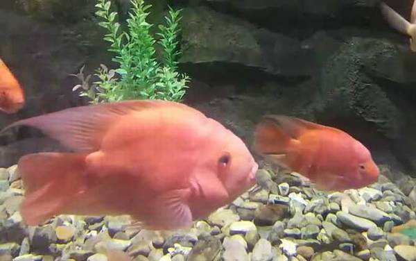 鹦鹉鱼变白怎么回事?