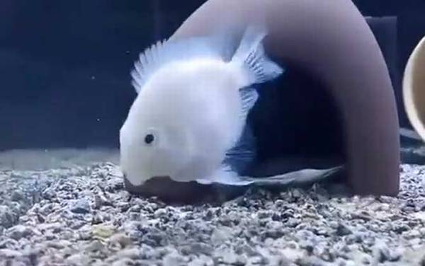 鹦鹉鱼变黑怎么回事?