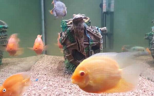 鹦鹉鱼变黑怎么回事?