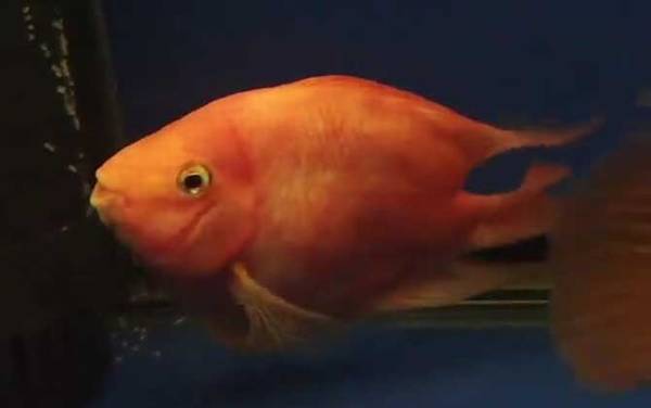 红鹦鹉鱼是什么鱼?