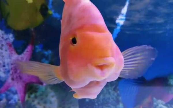 红鹦鹉鱼价格多少钱一条?