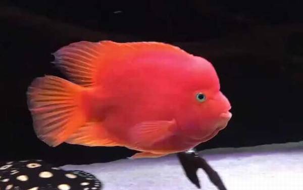 金刚鹦鹉鱼是什么鱼?