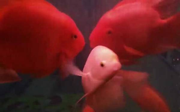 金刚鹦鹉鱼是什么鱼?