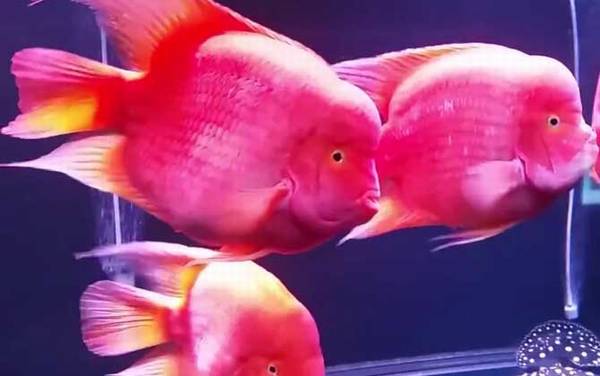 红元宝鹦鹉鱼是什么鱼?