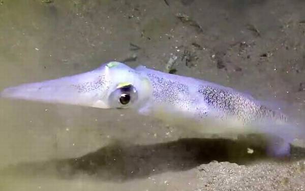 鱿鱼产地在哪里?