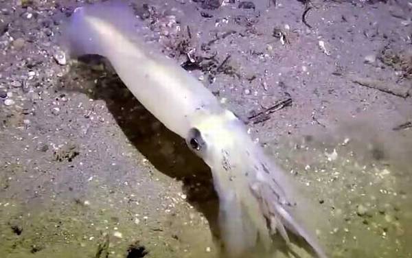 鱿鱼产地在哪里?