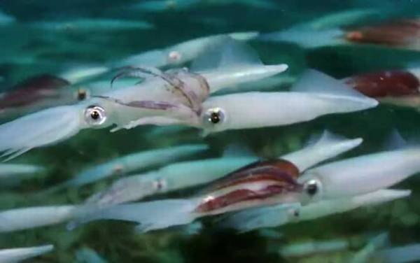 鱿鱼产地在哪里?