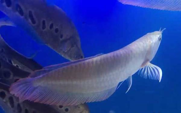 银龙鱼价格多少钱一条?