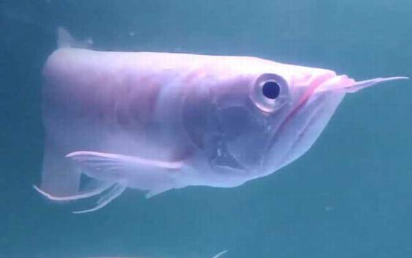 银龙鱼价格多少钱一条?