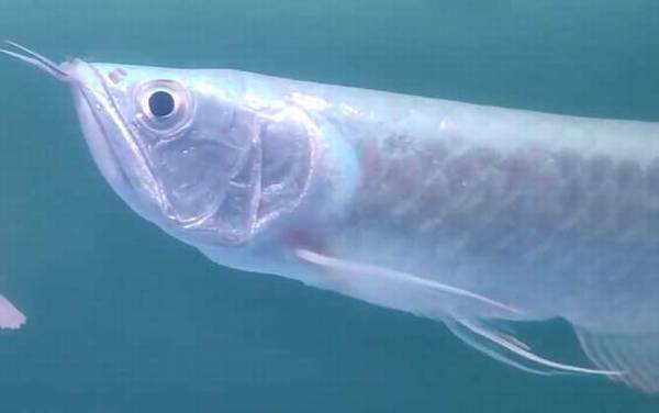 银龙鱼价格多少钱一条?