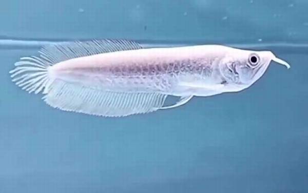 银龙鱼怎么养最好?