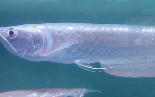 银龙鱼价格多少钱一条?